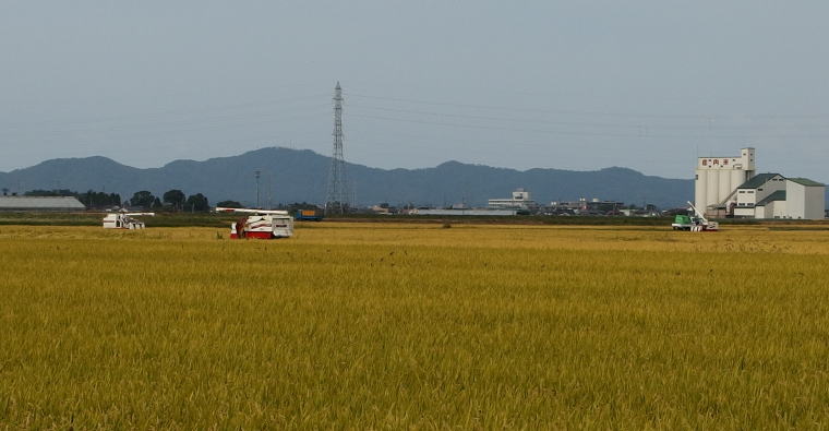 庄内平野の稲刈り風景