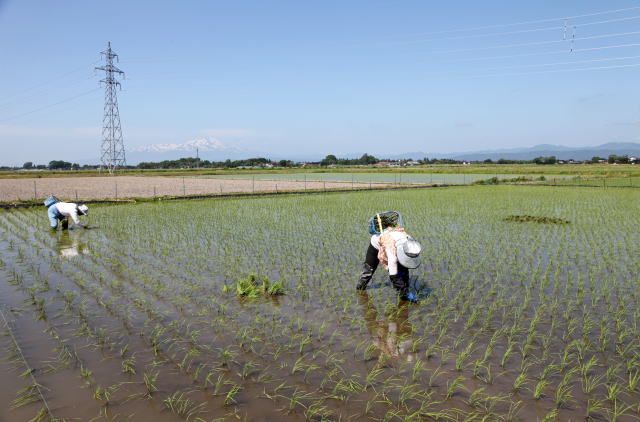 菅原夫婦の稲の補植作業
