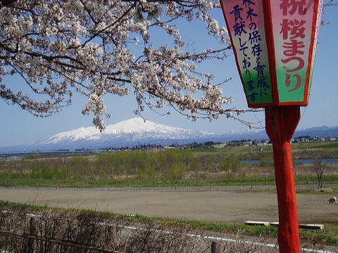 赤川堤の桜越しの鳥海山を望む