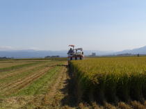 稲の刈り入れ作業